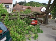 Kwikfynd Tree Cutting Services
wilbinga