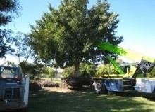 Kwikfynd Tree Management Services
wilbinga
