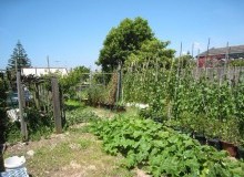 Kwikfynd Vegetable Gardens
wilbinga